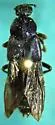 Tympanophorus puncticollis - photo 3