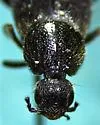 Tympanophorus puncticollis - photo 4