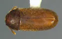Hairy Fungus Beetle