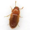 Hairy Fungus Beetle - photo 2