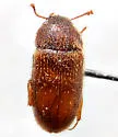Hairy Fungus Beetle - photo 3