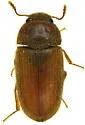 Hairy Fungus Beetle - photo 4
