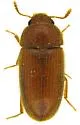 Hairy Fungus Beetle - photo 5