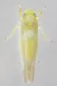 Typhlocyba cassiopeia