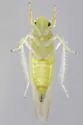 Typhlocyba cassiopeia - photo 2