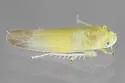 Typhlocyba cassiopeia - photo 3