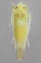 Typhlocyba cassiopeia - photo 4