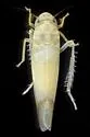 Typhlocyba cassiopeia - photo 5