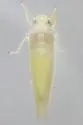 Typhlocyba modesta