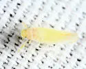 Typhlocyba modesta - photo 2