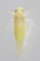 Typhlocyba modesta - photo 3