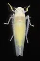 Typhlocyba modesta - photo 4