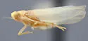 Typhlocyba putmani