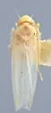 Typhlocyba putmani - photo 2