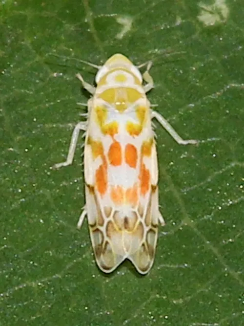 Typhlocyba quercus