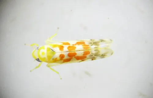Typhlocyba quercus - photo 2
