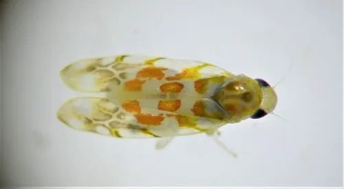 Typhlocyba quercus - photo 3