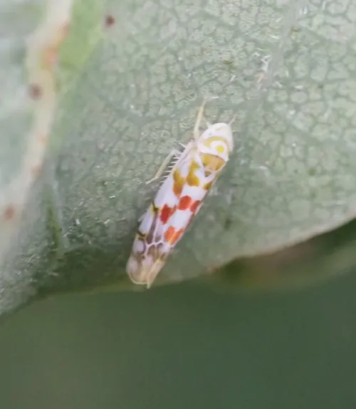 Typhlocyba quercus - photo 4