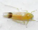 Typhlocyba rubriocellata - photo 2