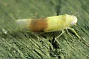 Typhlocyba transviridis