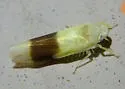 Typhlocyba transviridis - photo 3