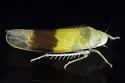 Typhlocyba transviridis - photo 4