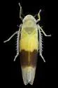 Typhlocyba transviridis - photo 5