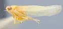 Typhlocyba unicorn