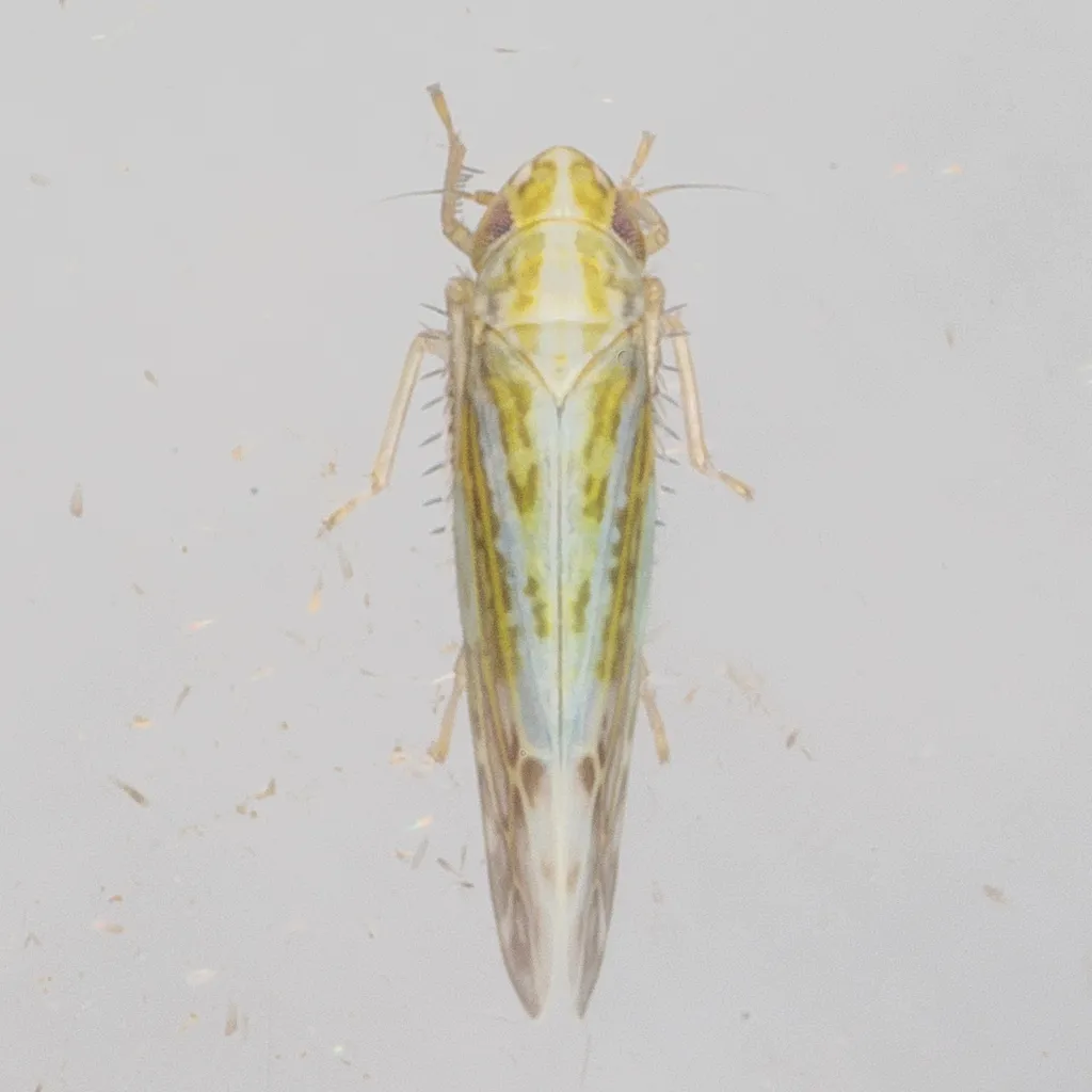 Typhlocybella minima - photo 2