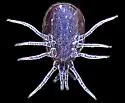 Western predatory mite - photo 2