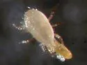 Western predatory mite - photo 3