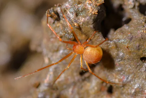Nesticus silvestrii