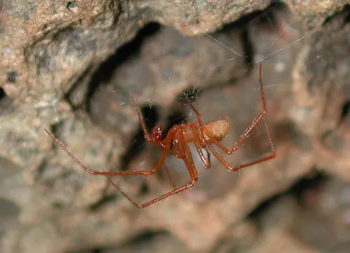 Nesticus silvestrii - photo 3