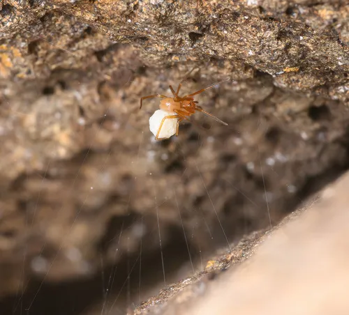 Nesticus silvestrii - photo 5