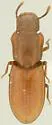 Typhlusechus chemehuevii