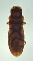 Typhlusechus singularis - photo 4