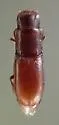Typhlusechus singularis - photo 5