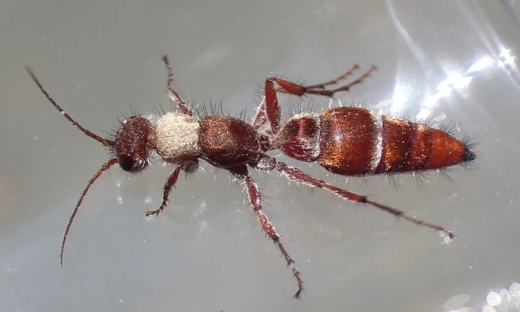 Typhoctes peculiaris - photo 2