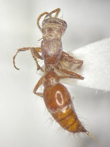 Typhoctes striolatus