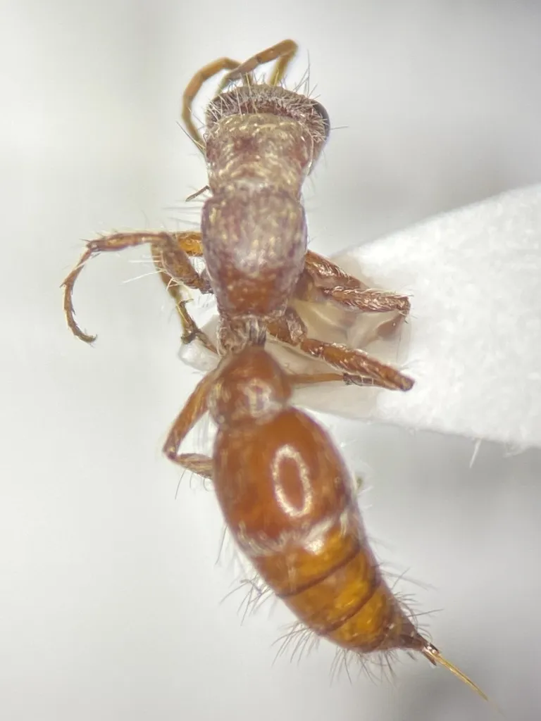 Typhoctes striolatus - photo 2