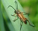 Typocerus acuticauda