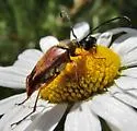 Typocerus acuticauda - photo 2