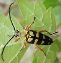 Typocerus acuticauda - photo 3