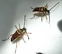 Typocerus acuticauda - photo 4