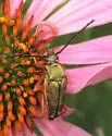 Typocerus acuticauda - photo 5