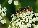 Typocerus badius - photo 2