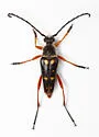 Typocerus badius - photo 3