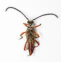 Typocerus badius - photo 4