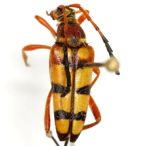 Typocerus balteatus