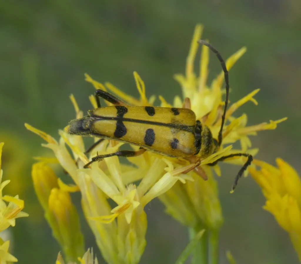 Typocerus balteatus - photo 3